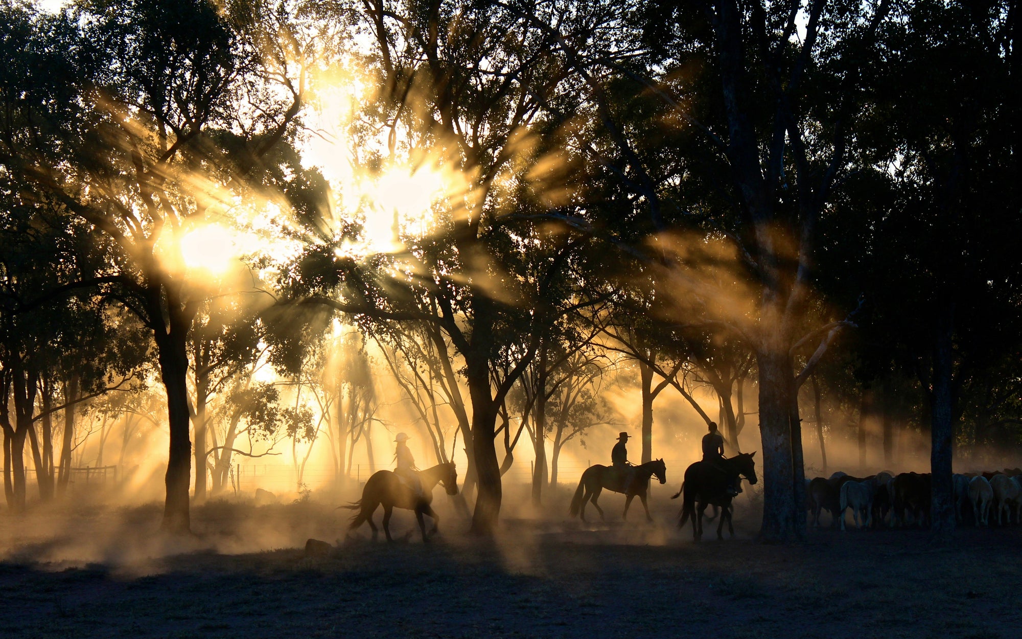 Temp4late Alabama Ranch Hand needed for Farm