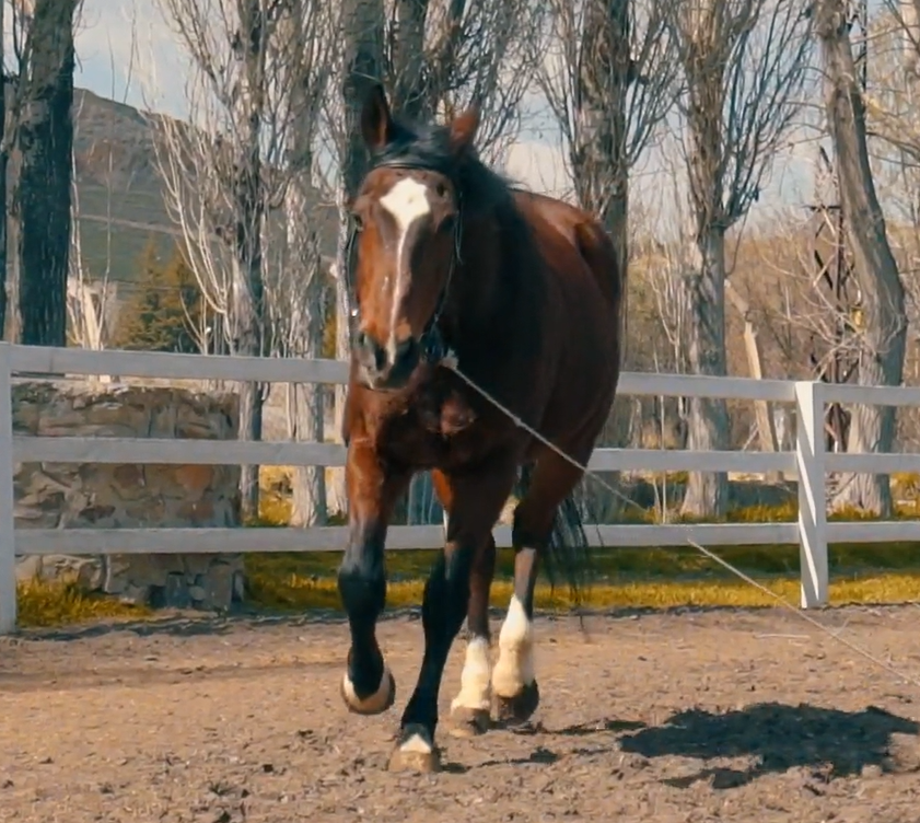 Temp4late Alabama Ranch Hand needed for Farm