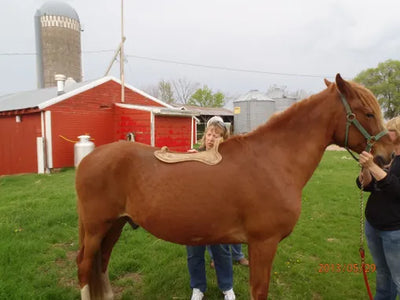 Equiscan(TM) Correct Saddle Fitting Clinics